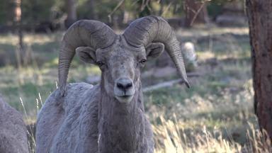 大角羊羊产卵管黄花加州大角羊羊首页崎岖的多山的区域